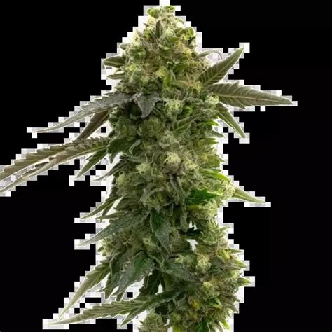 badazz rolex cannabis seeds|Badazz Rolex Cannabis Seeds – Royal King Seeds .